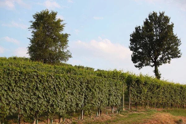 Langhe Piemonte Vista Paisagem Com Videira Para Produção Uva Vinho — Fotografia de Stock