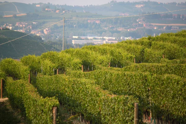 Langhe Piemonte Panorama Con Vite Produzione Uva Vino — Foto Stock