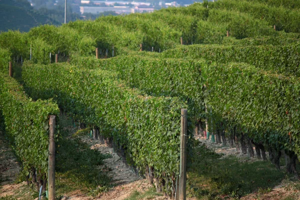 Langhe Piémont Vue Paysage Avec Vigne Pour Production Raisins Cuve — Photo