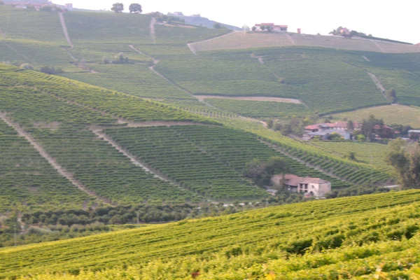 Langhe Piamonte Vista Del Paisaje Con Vid Para Producción Uva — Foto de Stock