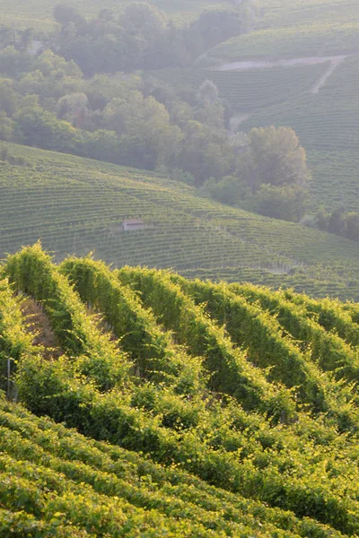 Langhe Piémont Vue Paysage Avec Vigne Pour Production Raisins Cuve — Photo