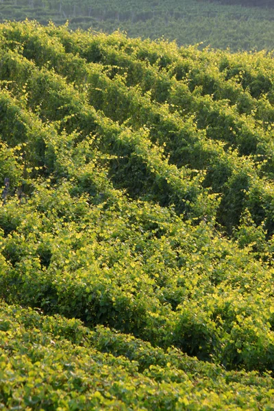 Langhe Piemonte Panorama Con Vite Produzione Uva Vino — Foto Stock