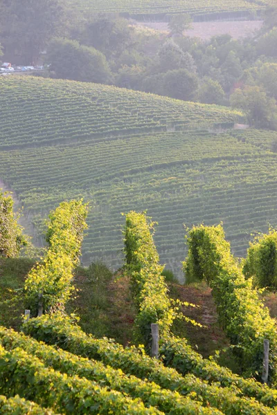 Langhe Piémont Vue Paysage Avec Vigne Pour Production Raisins Cuve — Photo