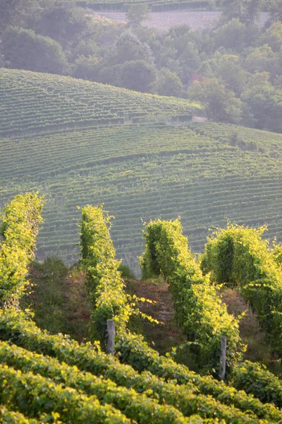 Langhe Piémont Vue Paysage Avec Vigne Pour Production Raisins Cuve — Photo