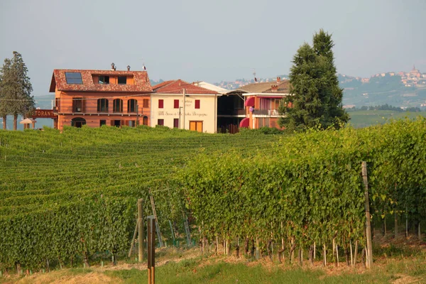 Langhe Piemonte Utsikt Över Landskapet Med Vinstockar För Produktion Vindruvor — Stockfoto