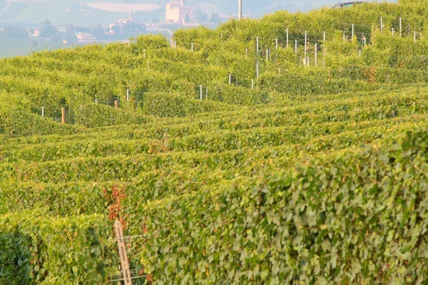 Langhe Piémont Vue Paysage Avec Vigne Pour Production Raisins Cuve — Photo