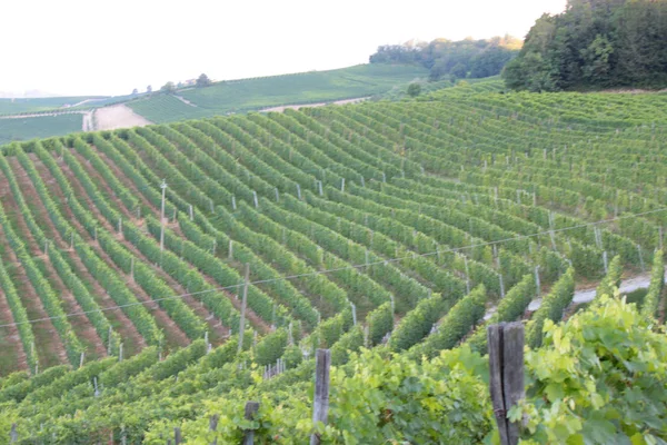 Langhe Piemonte Panorama Con Vite Produzione Uva Vino — Foto Stock