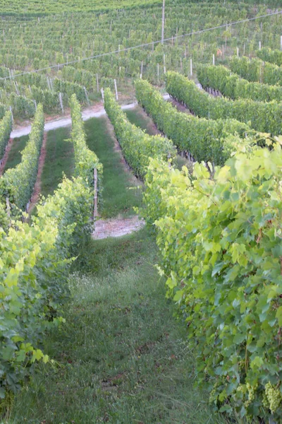 Langhe Piémont Vue Paysage Avec Vigne Pour Production Raisins Cuve — Photo