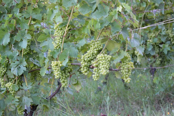 Langhe Piémont Vue Paysage Avec Vigne Pour Production Raisins Cuve — Photo