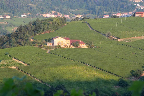 Langhe Piemonte Landschap Uitzicht Met Wijnstok Voor Wijnproductie — Stockfoto