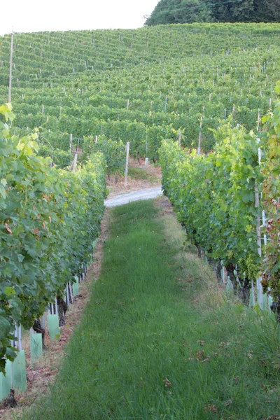 Langhe Piémont Vue Paysage Avec Vigne Pour Production Raisins Cuve — Photo