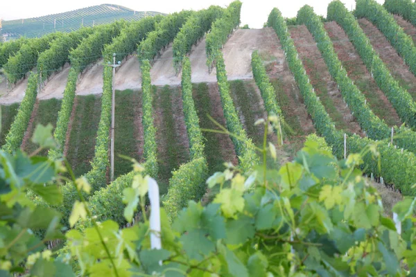 Ланге Пьемонт Ландшафтный Вид Виноградной Лозой Производства Винограда — стоковое фото