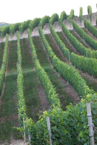 Langhe Piemonte Panorama Con Vite Produzione Uva Vino — Foto Stock