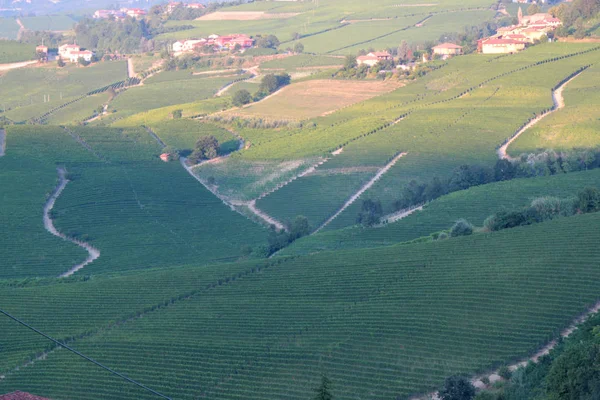 Langhe Piedmont Τοπίο Θέα Αμπέλι Για Την Παραγωγή Αμπέλου — Φωτογραφία Αρχείου