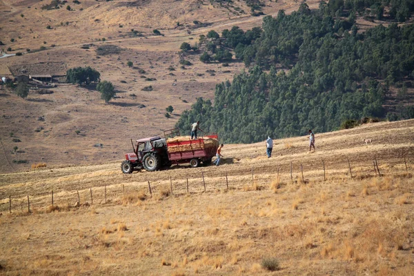 Traktor Pracovníci Pracující Poli Zemědělství Kopci Sicílii — Stock fotografie