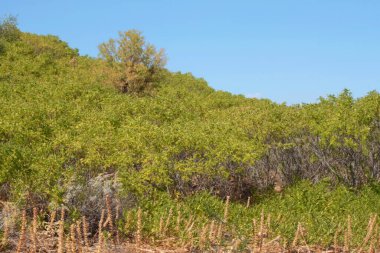 Sicilya 'nın merkezinde doğal tarım manzarası