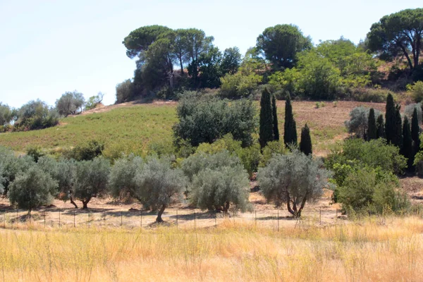 Vista Natural Del Paisaje Agrícola Centro Sicilia — Foto de Stock