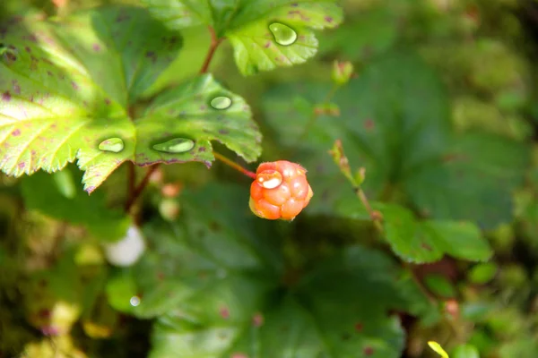 Maliny moroszki. Rubus chamaemorus — Zdjęcie stockowe