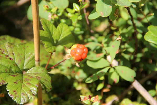 Moltebeere. Chamäleonrubus — Stockfoto