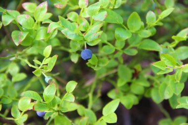 Huckleberry çıkmaza sokmak veya bilberry Kuzey