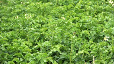 Yeşil patates bitki.