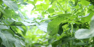 Yeşil patates bitki.