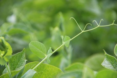 Yeşil bezelye ve patates