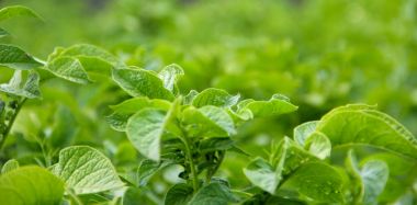 Yeşil patates bitki.