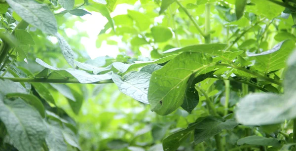 Yeşil patates bitki.