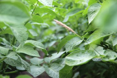 Yeşil patates bitki.