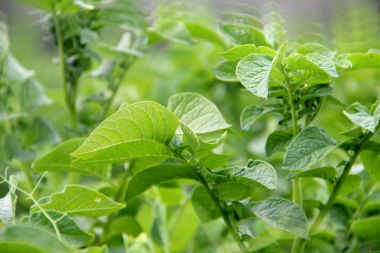 Yeşil patates bitki.