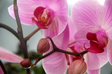 Orchidea Phalaenopsis yakın çekim