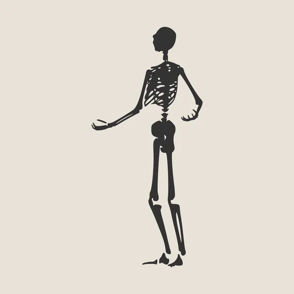 Halloween menselijk skelet — Stockvector