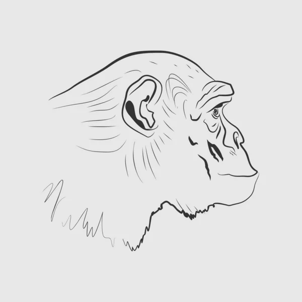 Illustration tête de chimpanzé — Image vectorielle