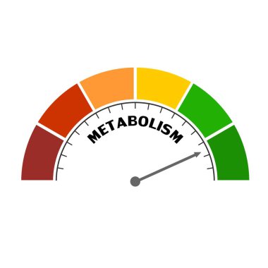 Metabolizma Düzey Kavramı