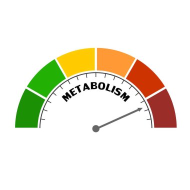 Metabolizma Düzey Kavramı