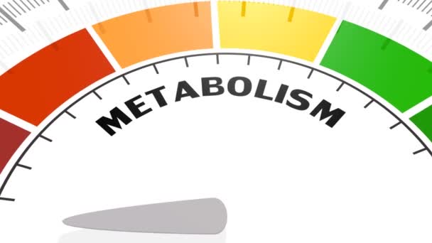 Begreppet metabolismnivå — Stockvideo