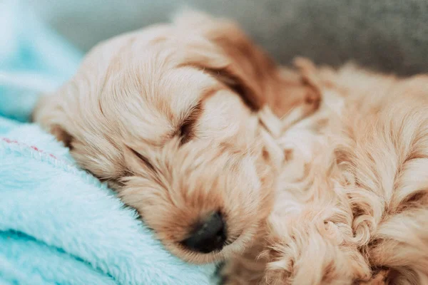 Dulce Cachorro Cachorro Durmiendo Tranquilamente — Foto de Stock