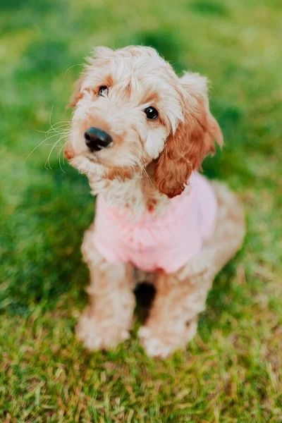 Cockapoo puppy portrait in the garden. Cute dog in a ping blouse.