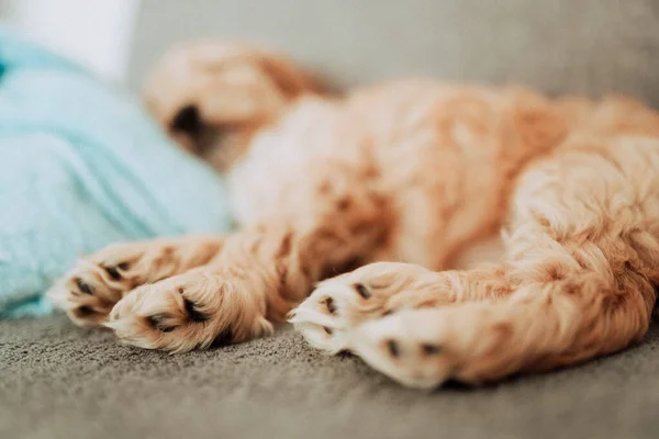 Doce Cachorrinho Cockapoo Dormindo Calmamente — Fotografia de Stock