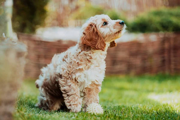 コッカプー子犬庭で何かと遊ぶことを探しています — ストック写真