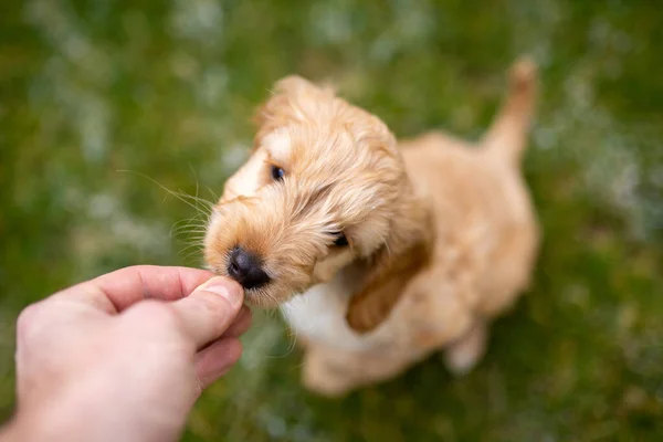 Cockapoo Filhote Cachorro Esperando Por Seus Deleites Treinamento Fotos De Bancos De Imagens