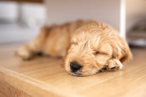 Doce Cachorrinho Cockapoo Dormindo Calmamente Fotos De Bancos De Imagens