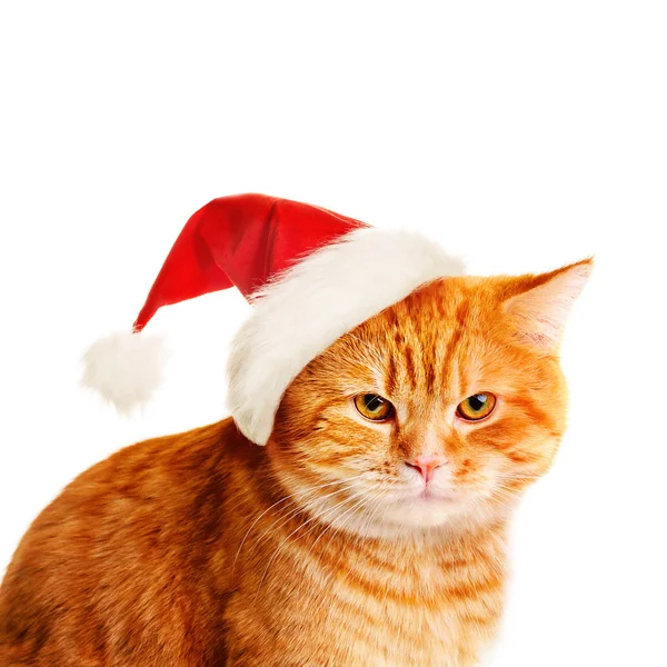 Vánoční kočka v Santa Hat — Stock fotografie