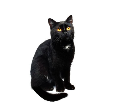 kedi yemek istiyor. 