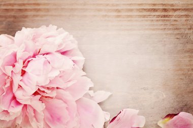 Bahar pembe Şakayık çiçeği ve kopya alanı metin için arka plan