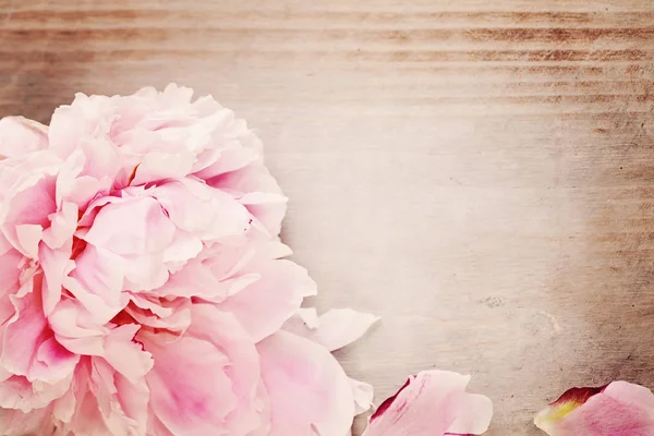 Spring Background with Pink Peony Flower and Copy Space for Text — Stock Photo, Image