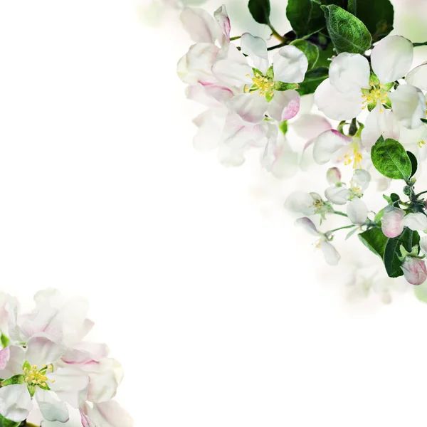 Spring Floral Border. White Flowers on Light Background — Stock Photo, Image