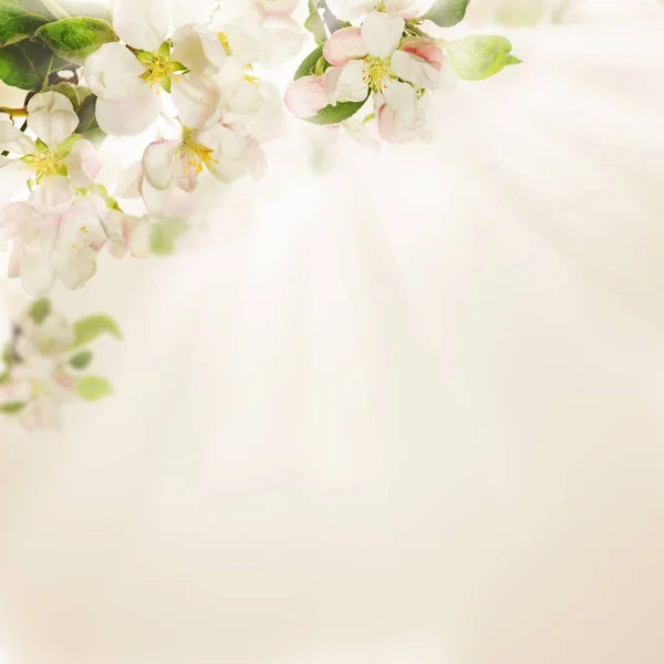 Flores da primavera no fundo claro — Fotografia de Stock