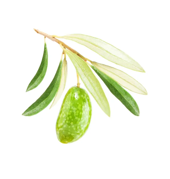 Πράσινη ελιά απομονωμένη σε λευκό φόντο — Φωτογραφία Αρχείου